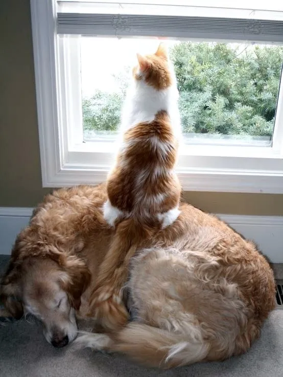 Hình nền chó mèo cute làm sáng bừng màn hình điện thoại với sự đáng yêu độc đáo.