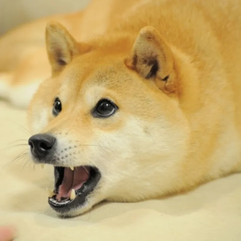 Chó husky ngáo cute là biểu tượng hài hước với vẻ mặt ngây ngô đáng yêu.