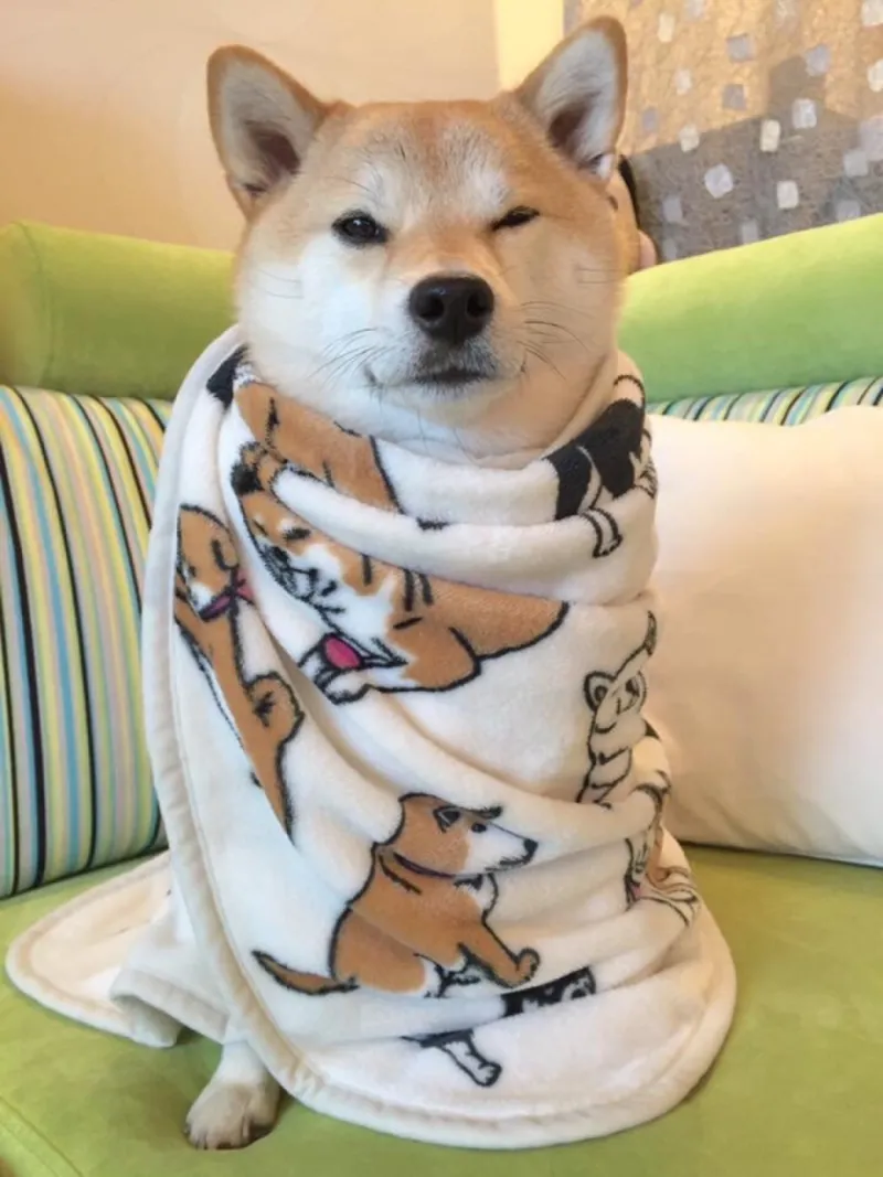 Chó ngáo ngơ với vẻ mặt lơ ngơ nhưng đáng yêu là ngôi sao của thế giới meme.