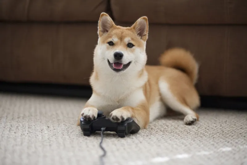 Con ngáo husky là nguồn cảm hứng cho hàng loạt meme hài hước trên mạng xã hội.