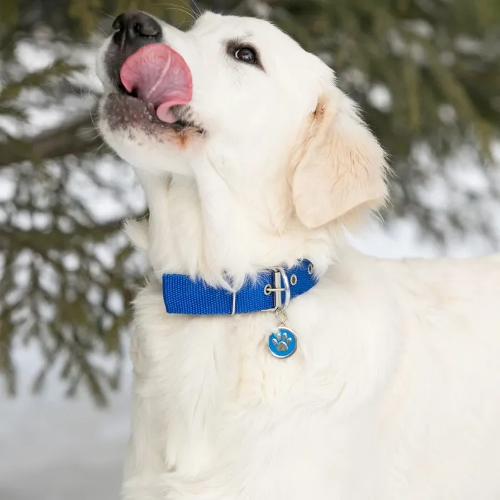 Husky mặt ngáo là biểu tượng hài hước không thể thiếu trong bộ sưu tập ảnh vui.
