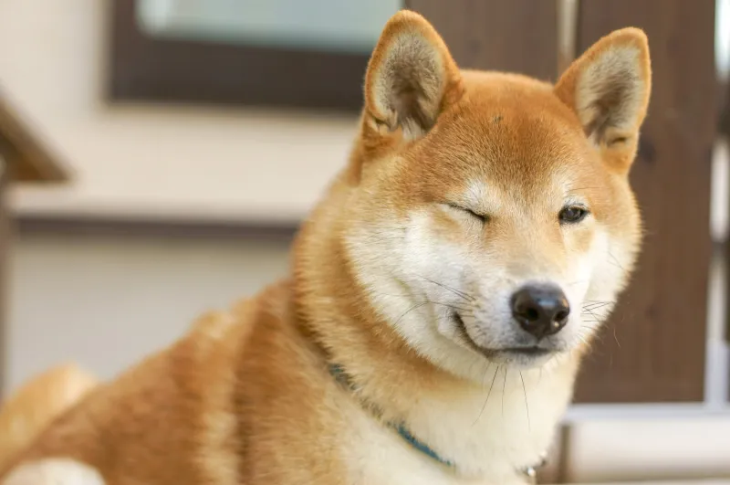 Chó shiba bựa với biểu cảm hài hước khiến người xem bật cười không ngớt.