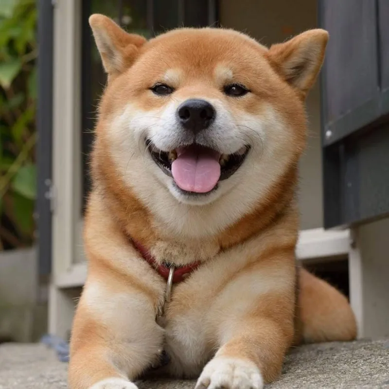 Chó shiba cheems là nhân vật meme nổi tiếng nhờ sự ngộ nghĩnh và hài hước.
