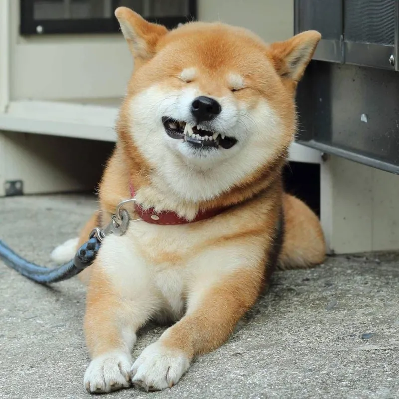 Chó shiba chibi đáng yêu với phong cách hoạt hình dễ thương, phù hợp làm avatar.