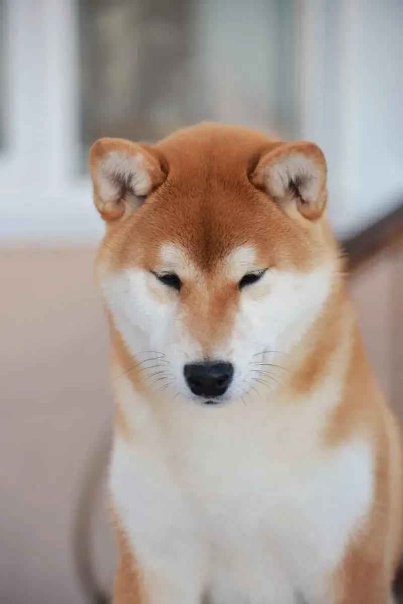 Shiba Inu meme coin không chỉ là tiền điện tử mà còn là trào lưu vui nhộn.