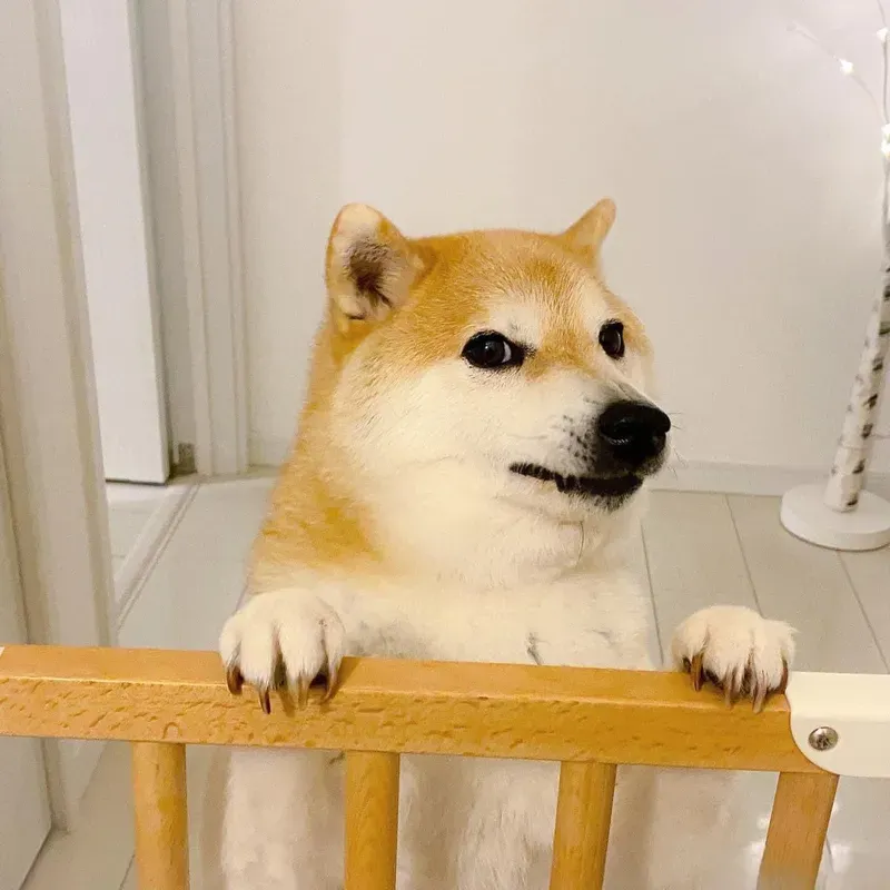 Meme chó Shiba khiến người xem thích thú nhờ sự dễ thương và hài hước.