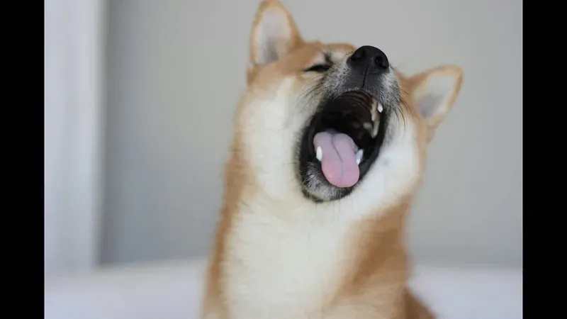 Meme Shiba Bonk hài hước và thú vị, khiến bạn không thể nhịn được cười.