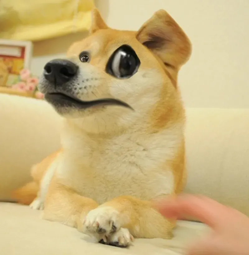 Hình chó Shiba meme cực kỳ ngộ nghĩnh, mang đến tiếng cười cho người xem.