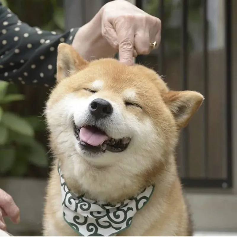 Con chó Shiba meme với biểu cảm dễ thương luôn tạo ra sự yêu thích.
