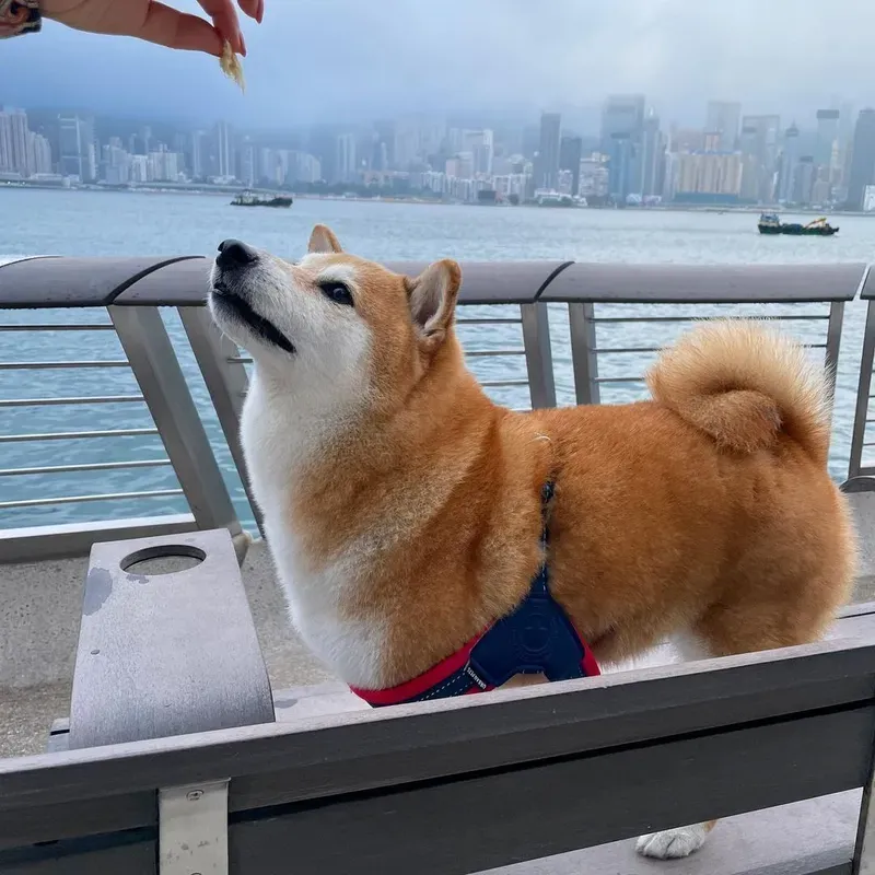 Hình nền chó Shiba meme là lựa chọn tuyệt vời để trang trí thiết bị của bạn.