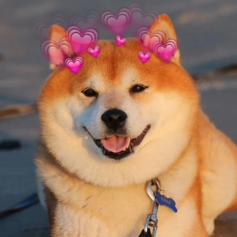 Chó shiba cute chibi nổi bật với hình ảnh dễ thương và màu sắc sinh động.