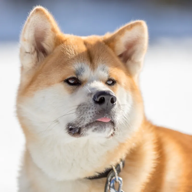 Chó shiba hoạt hình mang đến niềm vui với những biểu cảm sống động và hài hước.