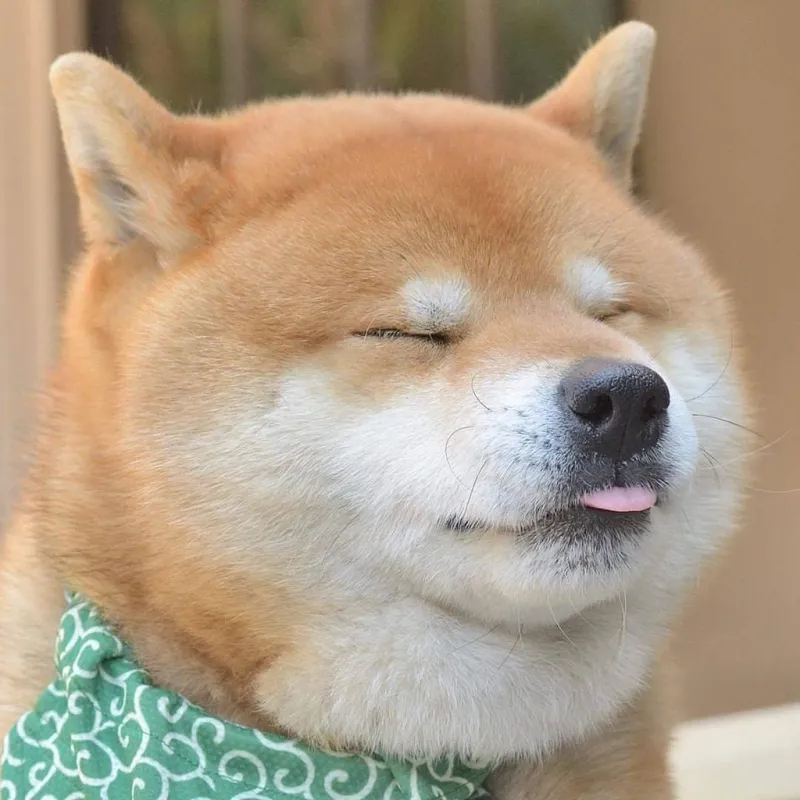 Chó shiba meme là biểu tượng của sự hài hước, làm sáng bừng mọi cuộc trò chuyện.
