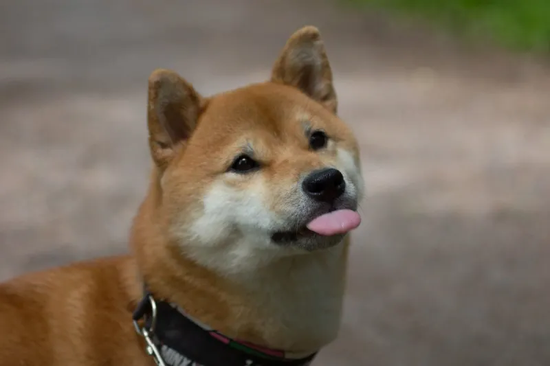 Chú chó shiba meme với vẻ mặt ngây ngô là ngôi sao của thế giới meme hài hước.