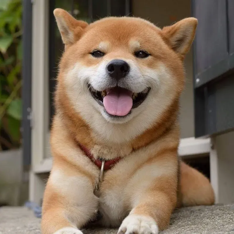 Meme chó Cheems luôn khiến người xem yêu thích với sự dễ thương và hài hước.