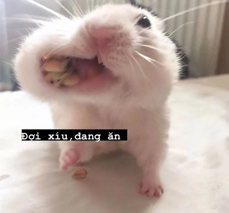 Meme chuột hamster chế tạo nên những tiếng cười sảng khoái, cực kỳ thú vị.