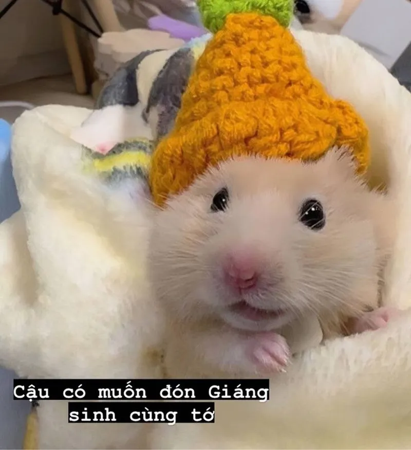 Con chuột hamster meme dễ thương và hài hước là lựa chọn không thể thiếu trong bộ sưu tập meme.