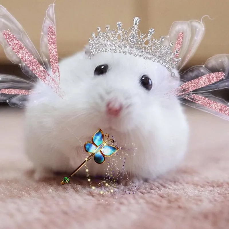 Chuột hamster meme với hình ảnh hài hước mang đến những phút giây thư giãn tuyệt vời.