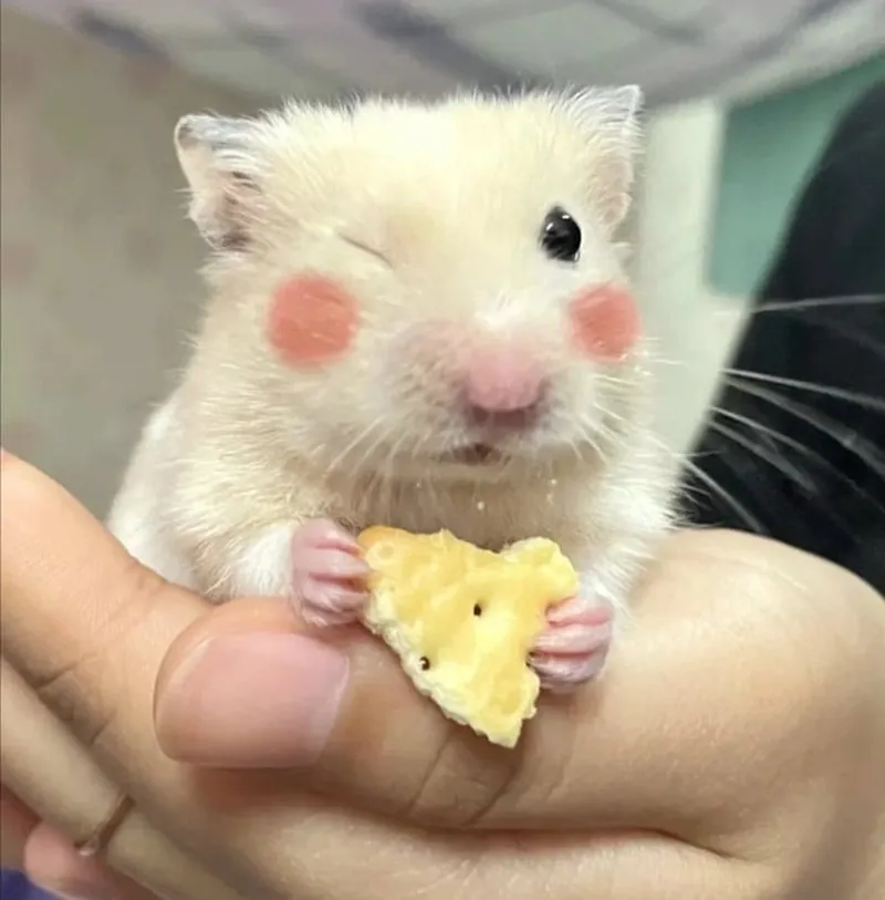 Meme chuột hamster cầm thánh giá mang đến những hình ảnh hài hước và độc đáo.