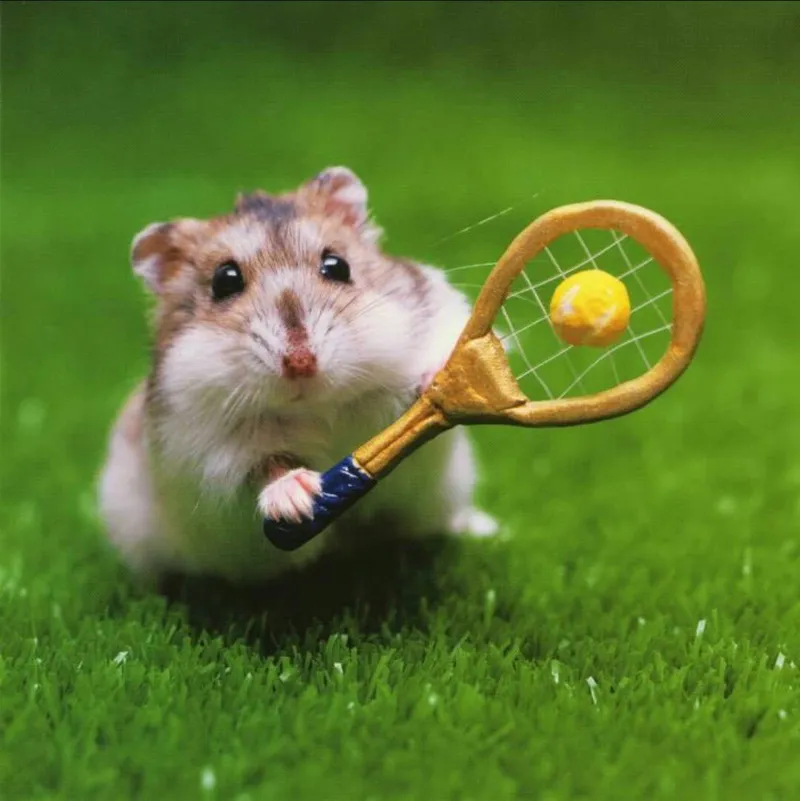 Hình ảnh chuột hamster meme dễ thương và vui nhộn tạo nên những giây phút thư giãn.