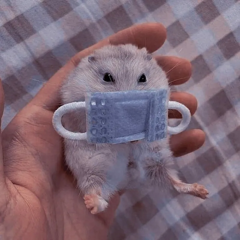 Meme chuột hamster khóc mang lại sự hài hước và xúc động cùng lúc.