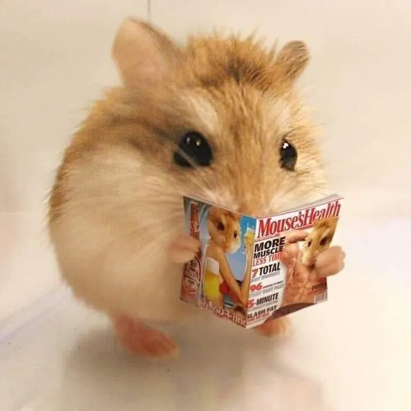 Avatar chuột hamster meme tạo nét riêng biệt, vui nhộn và dễ thương.
