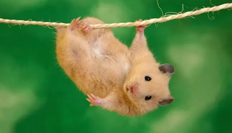 Meme chuột hamster dễ thương và hài hước là lựa chọn không thể thiếu cho một ngày vui vẻ.