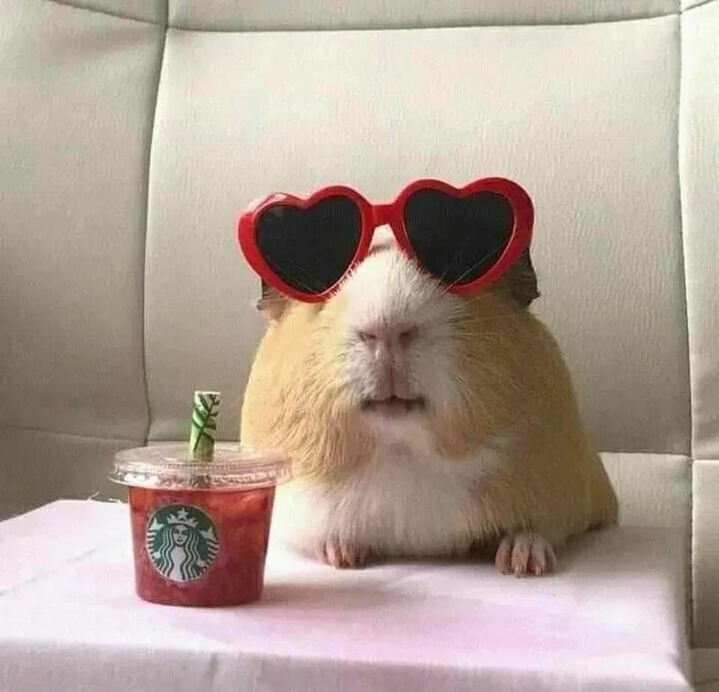 Ảnh meme chuột hamster dễ thương tạo nên sự thư giãn tuyệt vời.