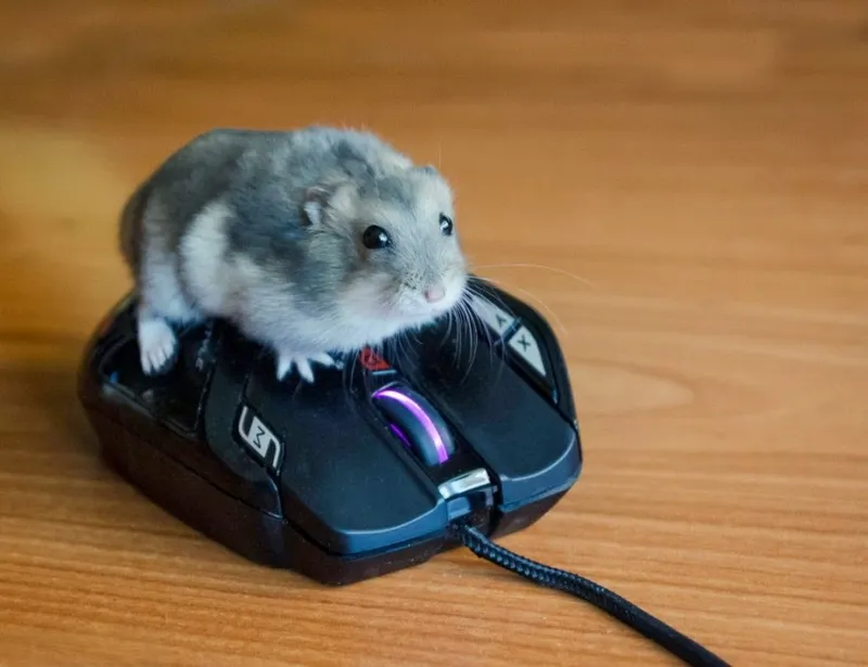 Meme chuột hamster nói 