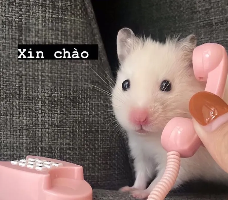 Meme chuột Jerry mặc váy cưới khiến bạn bật cười với hình ảnh siêu dễ thương.