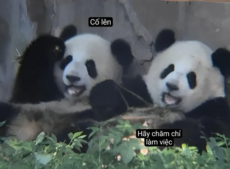 Khi bạn không thể diễn đạt ý mình, meme này chính là câu trả lời đầy hài hước.