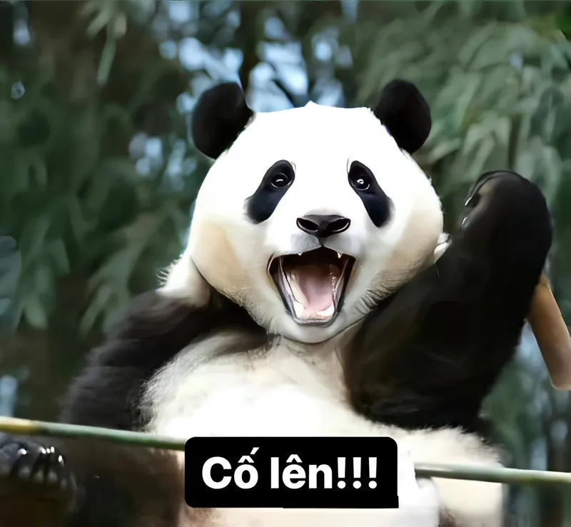 Meme này khiến bạn phải mỉm cười với những tình huống ngớ ngẩn và đáng yêu.