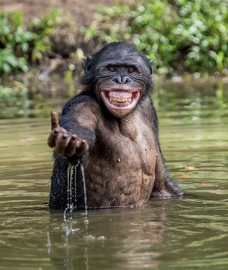 Đỗ nghèo khỉ meme khiến bạn phải bật cười với những tình huống dở khóc dở cười.