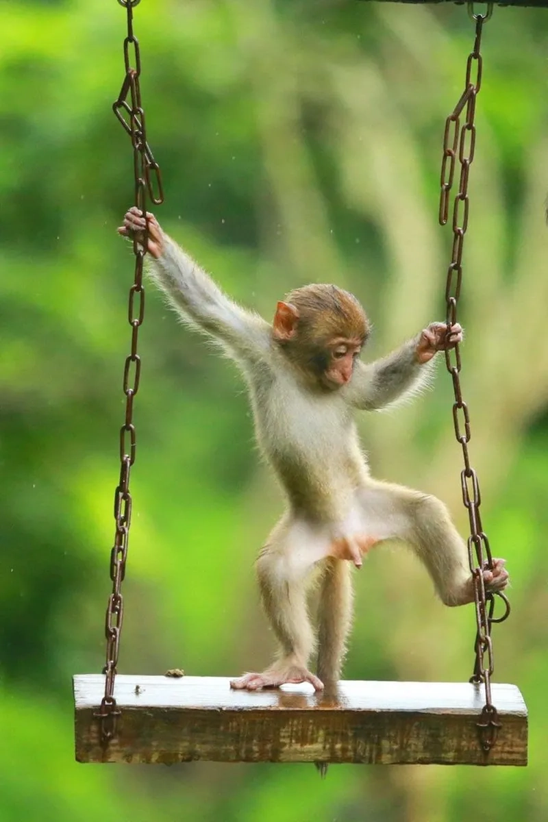 Meme con khỉ cười là cách hoàn hảo để chia sẻ những giây phút vui vẻ.