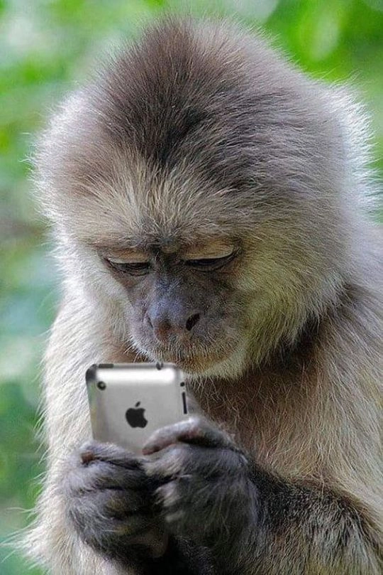 Hình con khỉ meme tạo nên những biểu cảm thú vị, độc đáo và đầy hài hước.