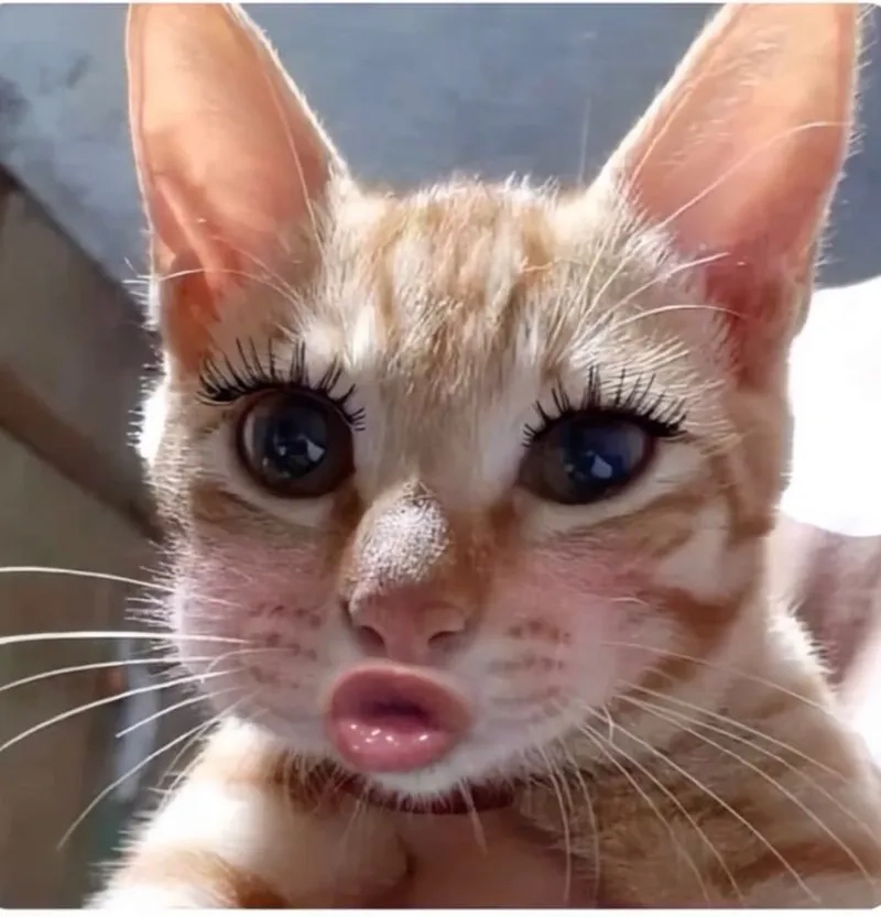 Meme con vịt vàng chu mỏ siêu đáng yêu làm tan chảy mọi trái tim