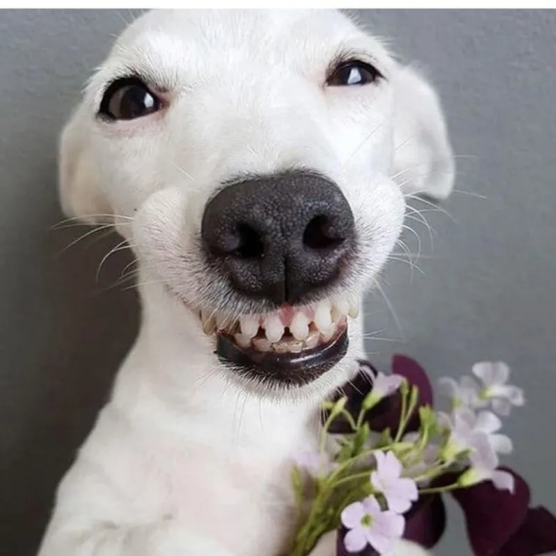 Meme Jerry cười là sự thể hiện những tình huống hài hước và thú vị với nhân vật cực kỳ dễ thương.