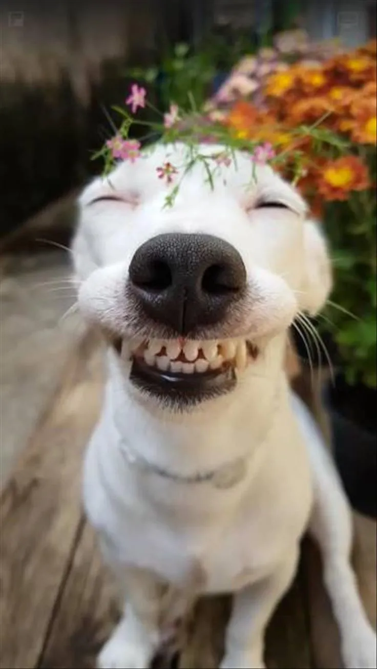 Miệng cười meme tạo ra những khoảnh khắc vui vẻ, thể hiện niềm vui qua biểu cảm hài hước.