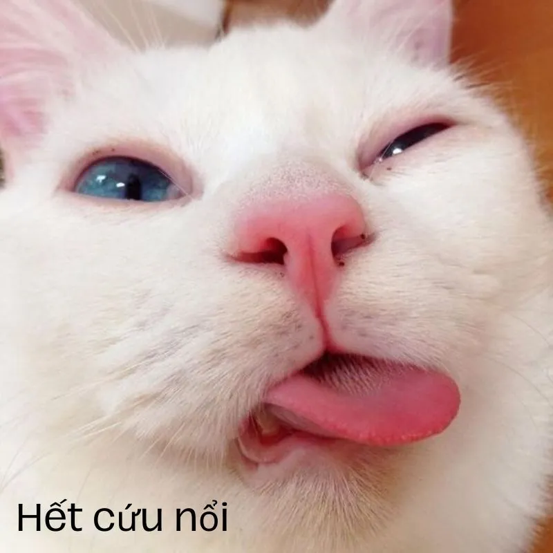 Meme giải cứu là những khoảnh khắc hài hước không thể bỏ qua, với thông điệp mang tính cứu vãn cho những tình huống cực kỳ khó đỡ.