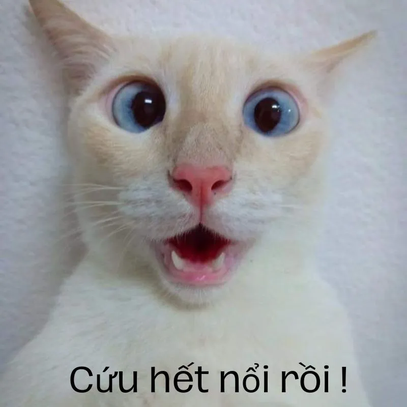 Cùng xem meme hết cứu mèo, nơi các chú mèo xuất hiện trong những tình huống không thể cứu nhưng vẫn khiến bạn phải bật cười không ngừng.