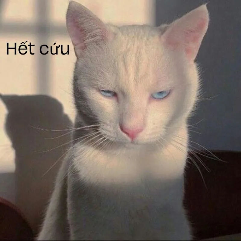 Cứu tôi meme mang đến một thông điệp vừa hài hước, vừa đầy ẩn ý. Bạn sẽ phải cười khi thấy meme này giải cứu những tình huống ngớ ngẩn.