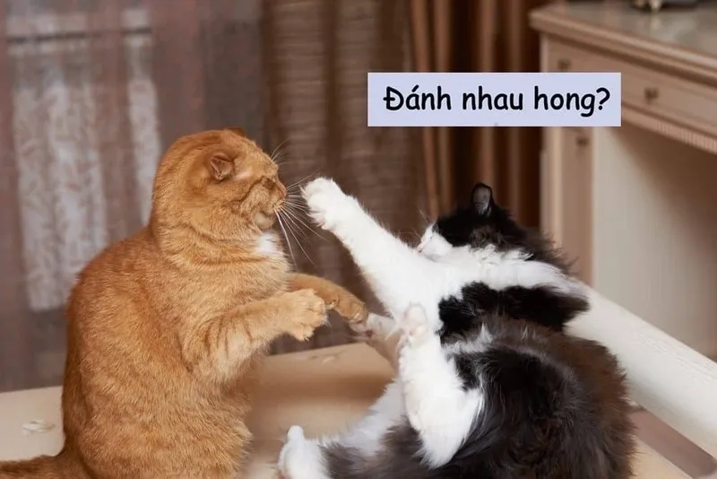Meme bị đánh luôn mang đến những tình huống hài hước khiến bạn không thể nhịn cười.