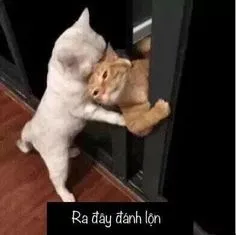 Meme đánh đầu siêu lầy lội với những khoảnh khắc 
