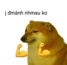 Hài hước và đáng yêu, meme chó mèo đánh nhau là nguồn cảm hứng bất tận