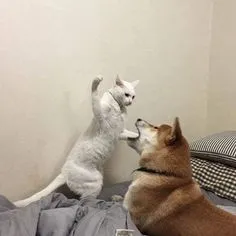 Meme mèo đánh giá tái hiện biểu cảm siêu đáng yêu và hài hước