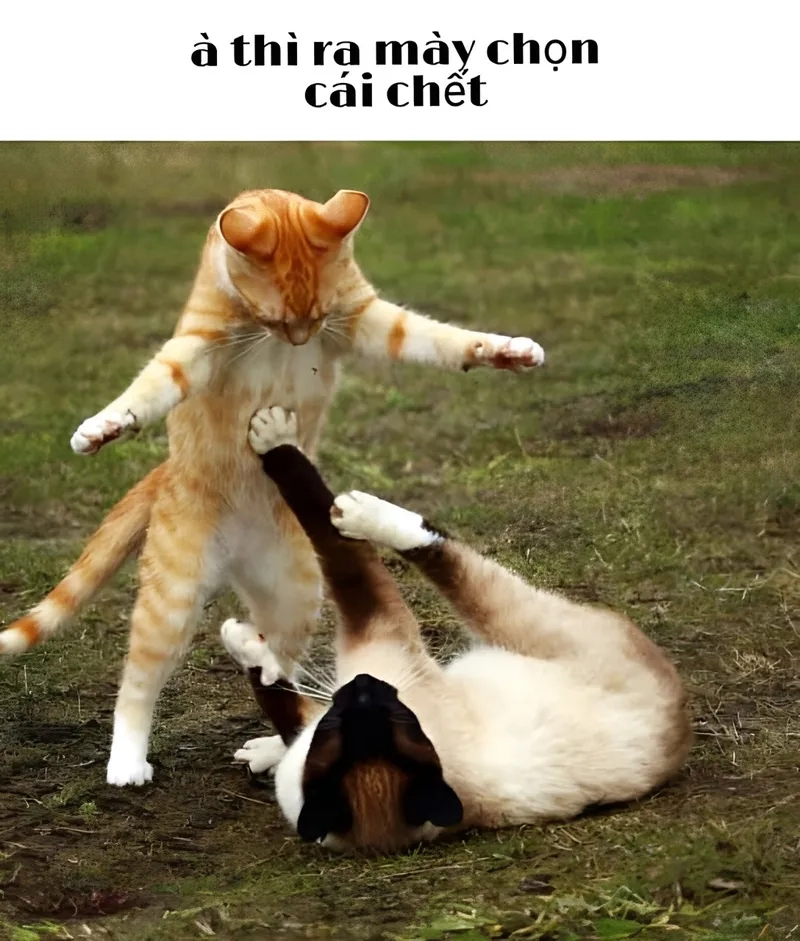 Meme đánh đít sẽ khiến bạn không thể nhịn cười với những tình huống hài hước.
