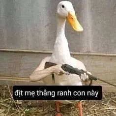 Meme bị đánh với loạt biểu cảm sinh động chắc chắn sẽ khiến bạn mê mẩn