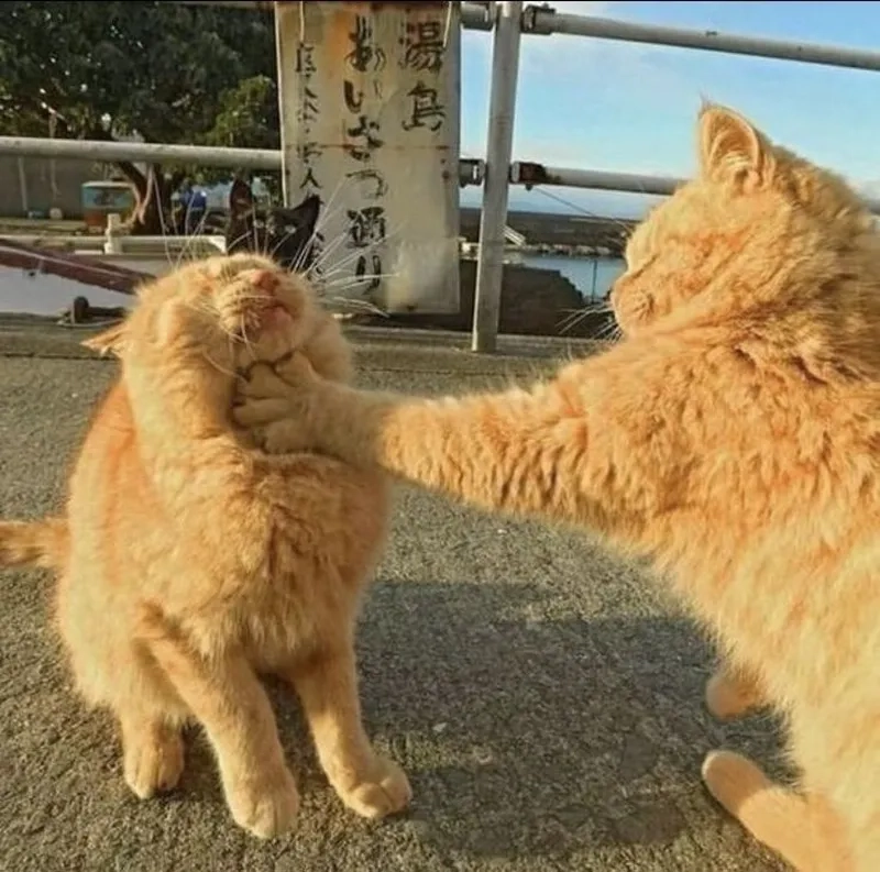 Meme đánh vào lưng sẽ khiến bạn bật cười với những tình huống bất ngờ.