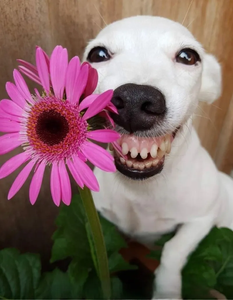 Chú chó cười với nụ cười tươi khiến người xem cảm thấy vui vẻ.