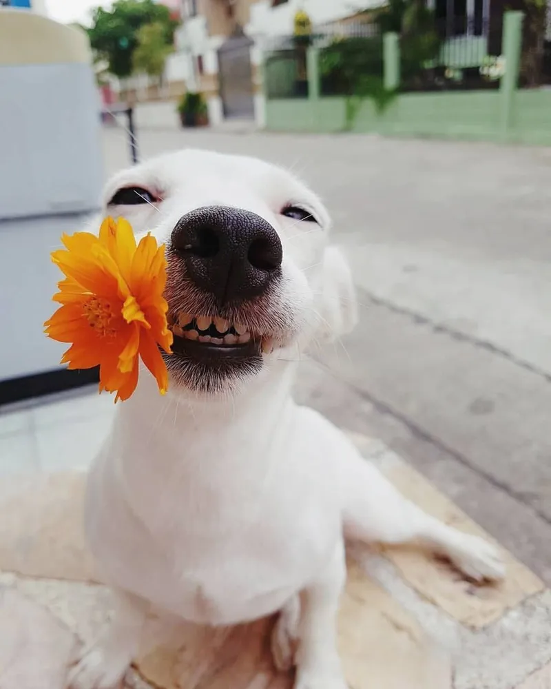 Những tiếng cười vui nhộn của chó khiến ai cũng không thể nhịn cười.